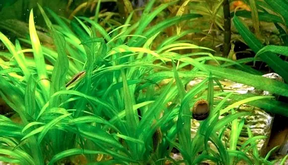 Cỏ Thìa phát triển thành thảm xanh trong bể thủy sinh