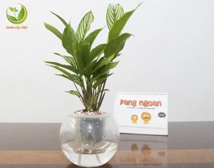 Cây Đuôi Công Thủy Canh lá với họa tiết đẹp mắt