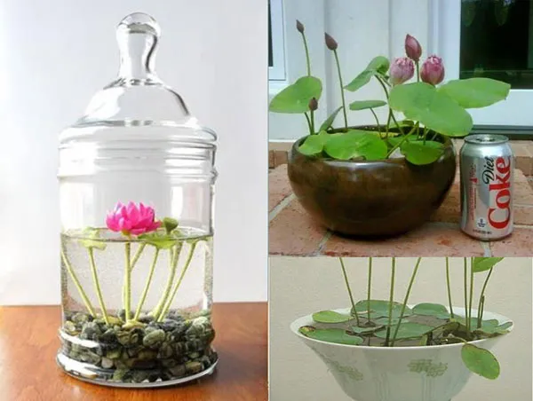 Hoa sen trồng trong nước, biểu tượng của sự thuần khiết