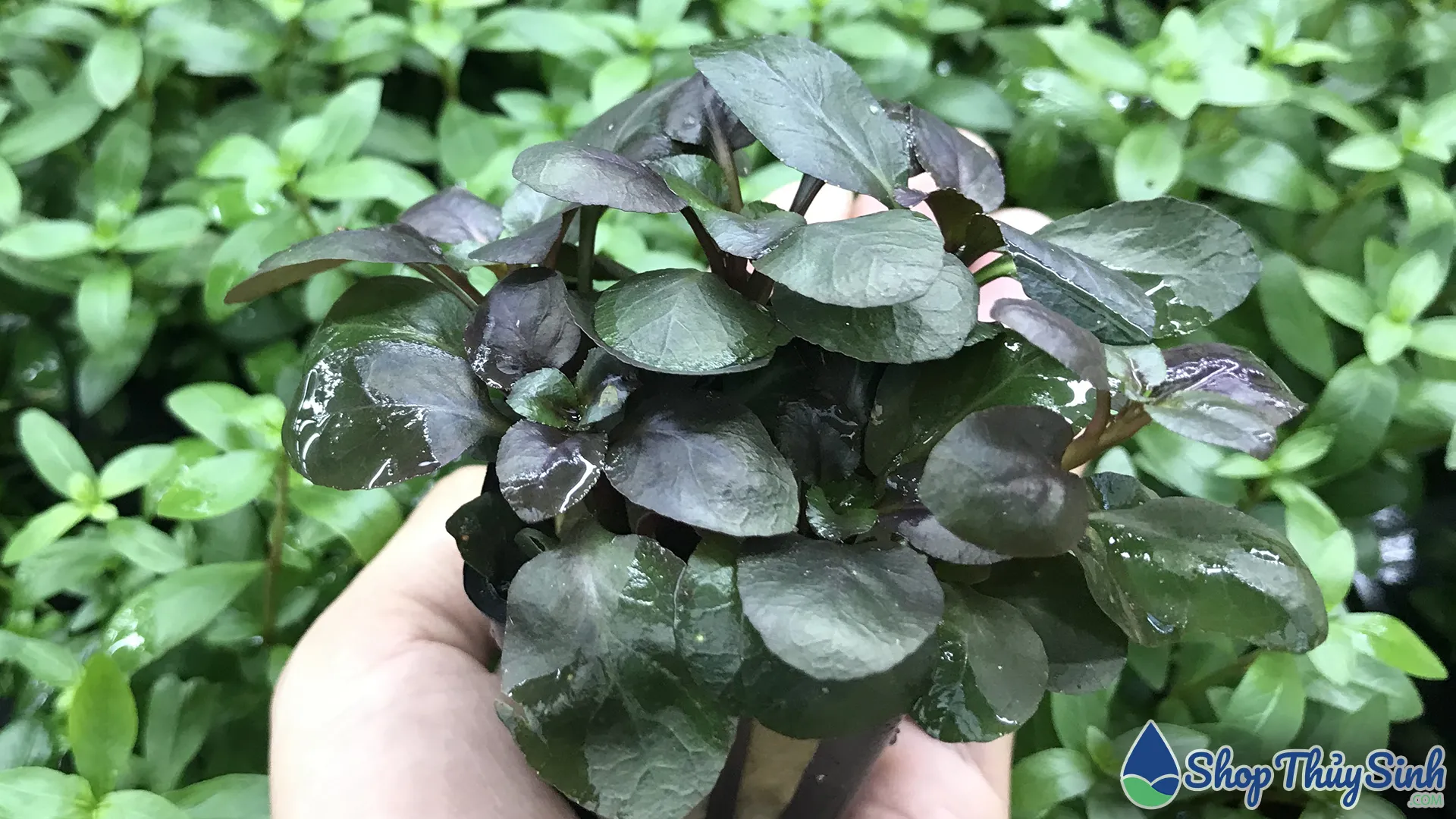 Cây Hồng Ba Tiêu có rễ phụ giống cây cổ thụ, chuyển màu xanh khi hạ thủy