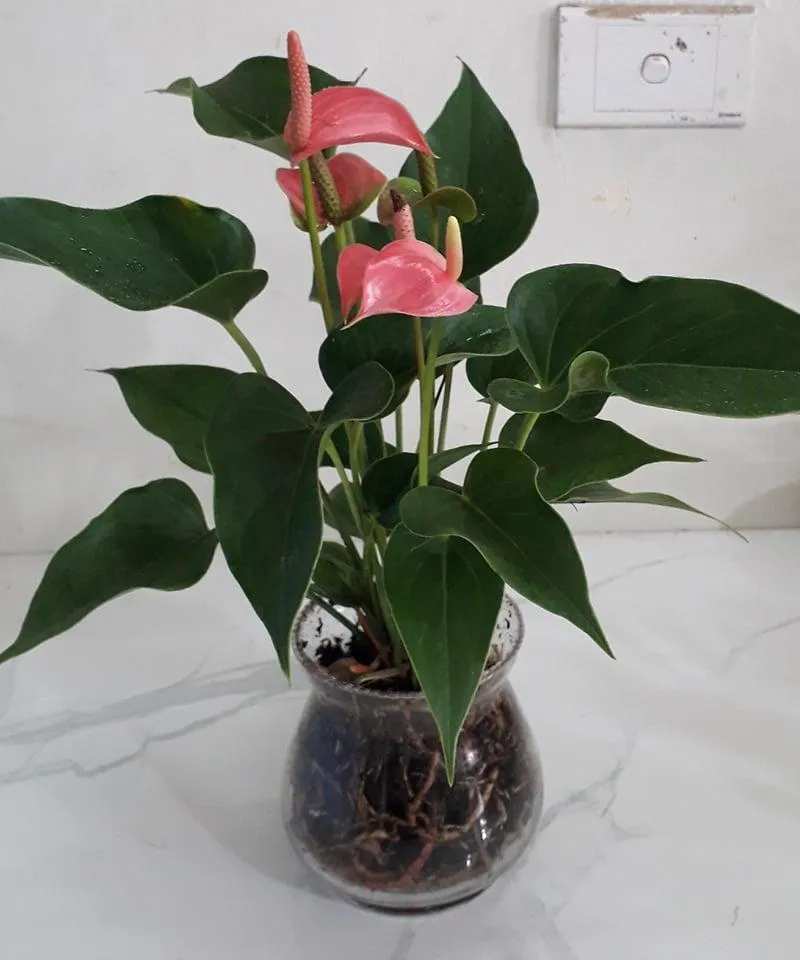 Hồng Môn đỏ rực rỡ trồng trong nước