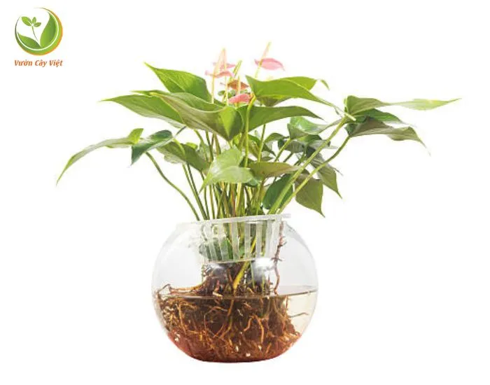 Cây Hồng Môn Thủy Canh hoa đỏ tươi, tượng trưng cho tình yêu