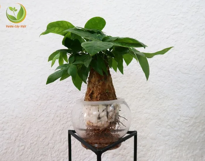 Cây Kim Ngân Thủy Canh mang ý nghĩa tài lộc, may mắn