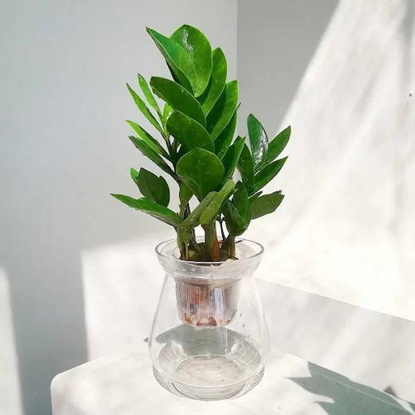 Cây Kim Tiền dễ nuôi trồng