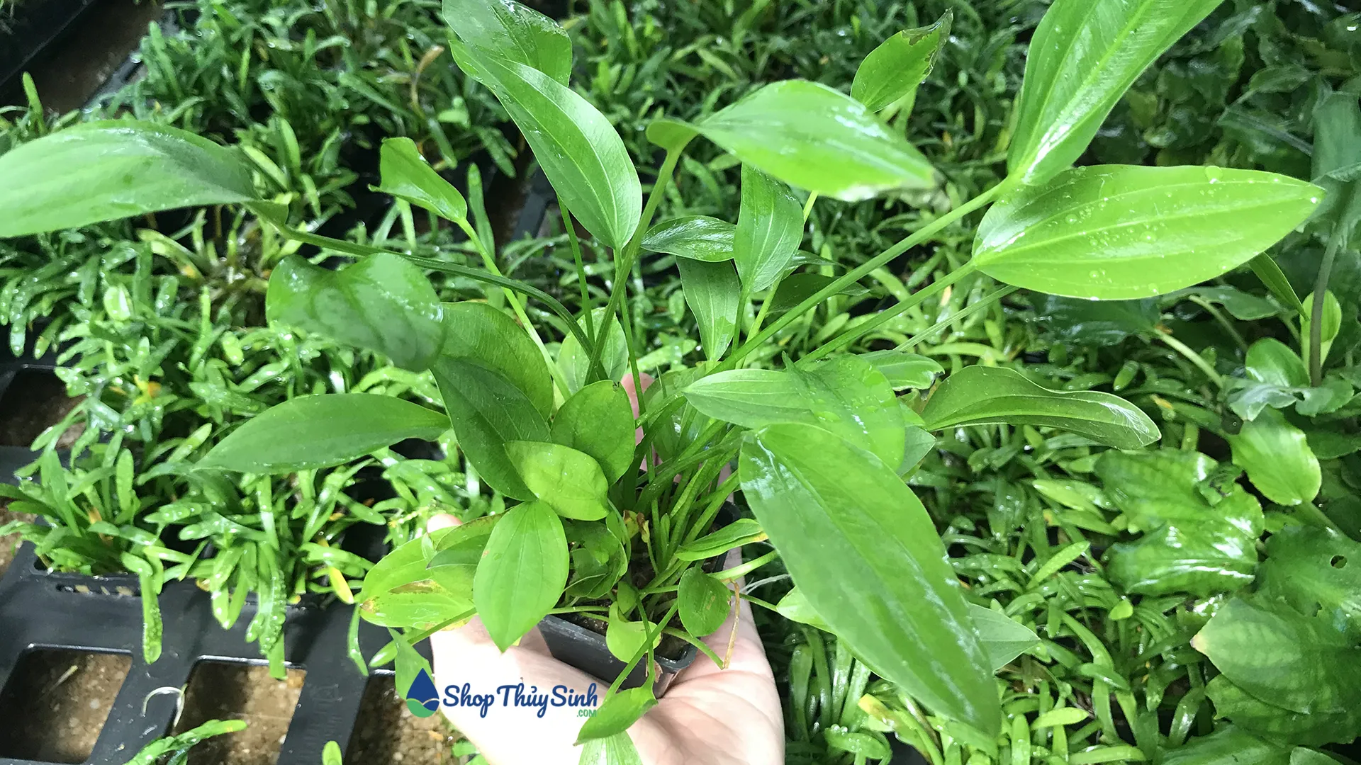 Cây Lan Nước phát triển nhanh, phù hợp cho hồ cá cảnh