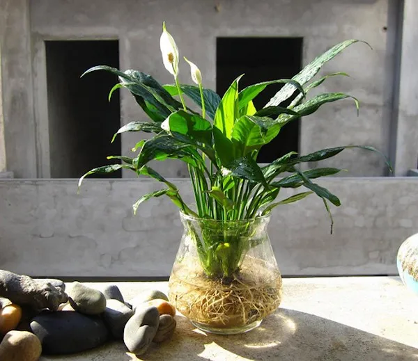 Cây Lan Ý có màu hoa trắng muốt, được nhiều gia đình ưa chuộng