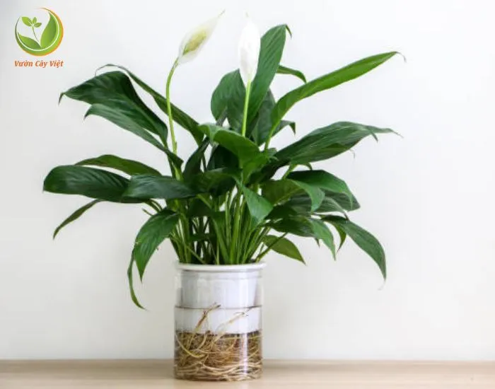 Cây Lan Ý Thủy Canh với hoa mo trắng tinh khôi