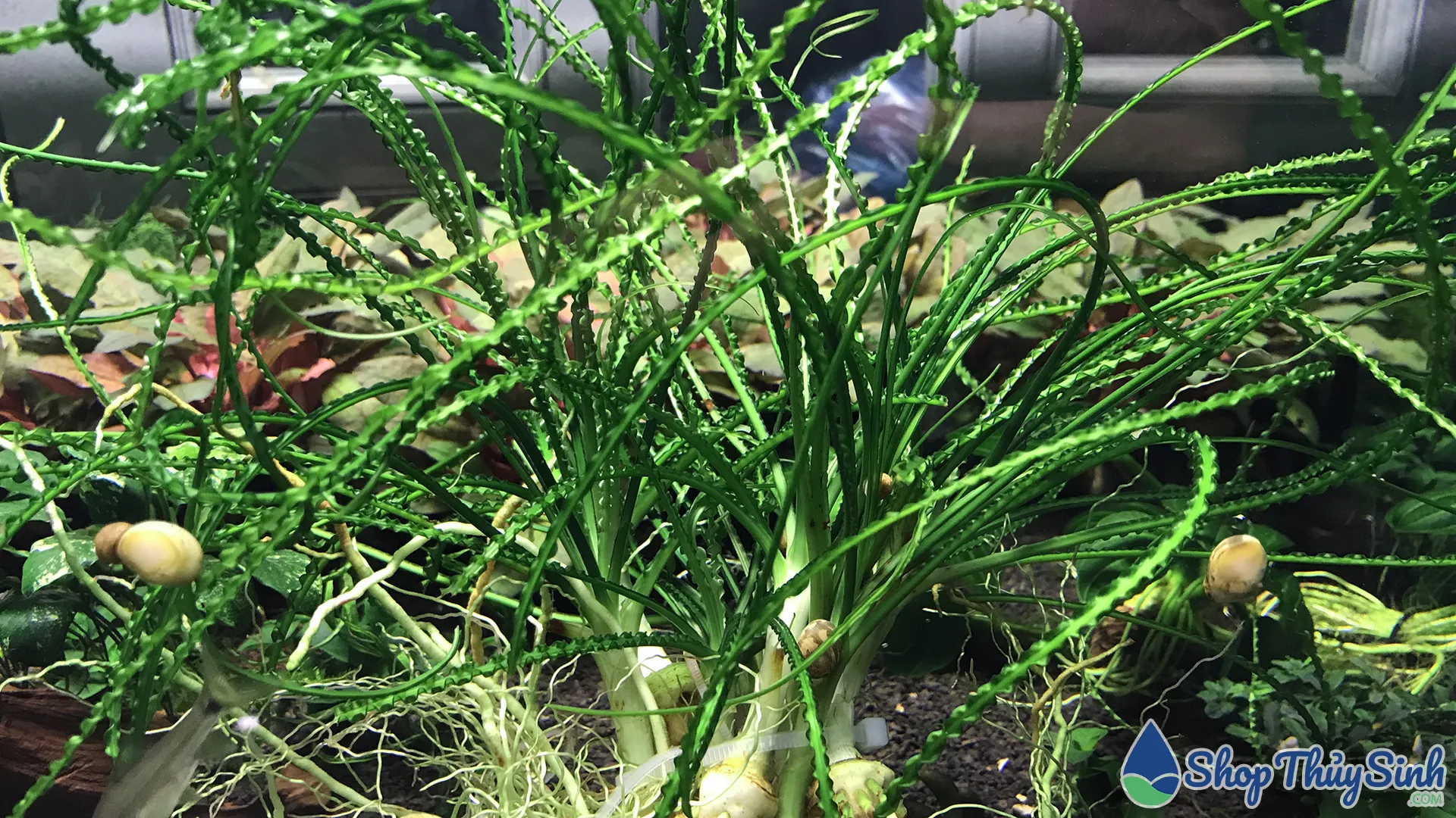 Cây Láng Xoắn có lá xoắn như xúc tu, phổ biến trong hồ Biotope