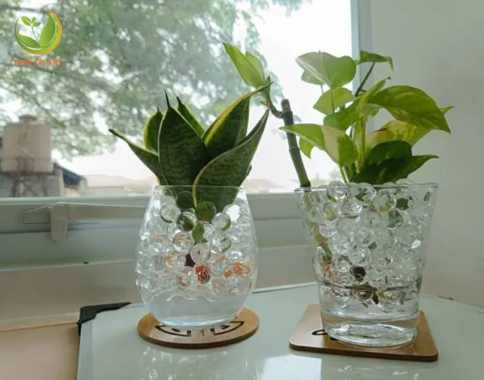 Cây Lưỡi Hổ Thủy Canh trồng bán thủy canh dễ chăm sóc