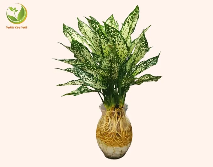 Cây Ngọc Ngân Thủy Canh lá loang màu bắt mắt, lọc độc tố