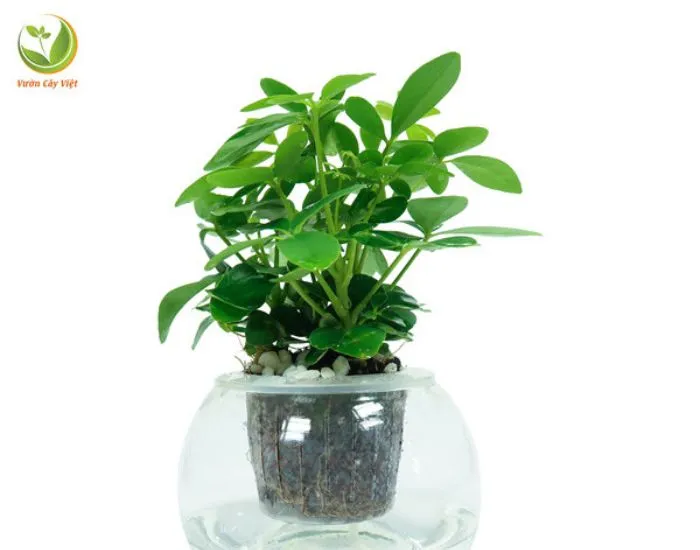 Cây Ngũ Gia Bì Thủy Canh lá xanh, dễ trồng và đuổi muỗi