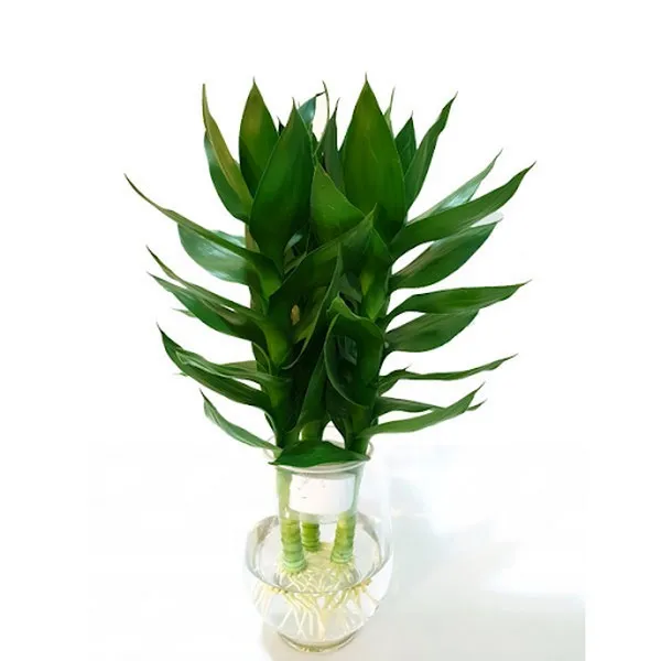 Cây Phát Dụ có thể phát triển ở bất cứ điều kiện thời tiết nào