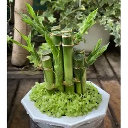 Cây phát lộc thủy sinh