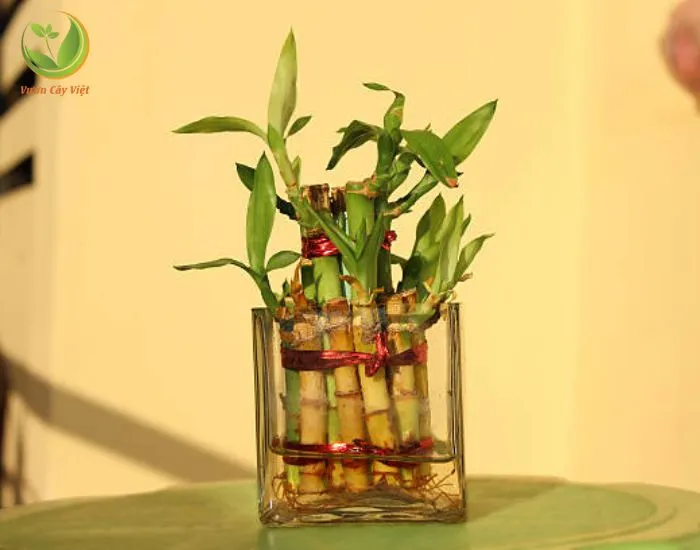 Cây Phát Lộc Thuyền Thủy Canh tạo hình độc đáo, sang trọng