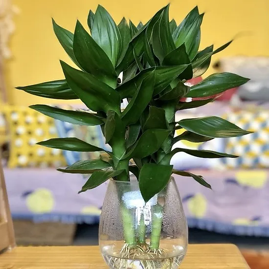 Chậu cây Phát Tài thủy sinh để bàn làm việc