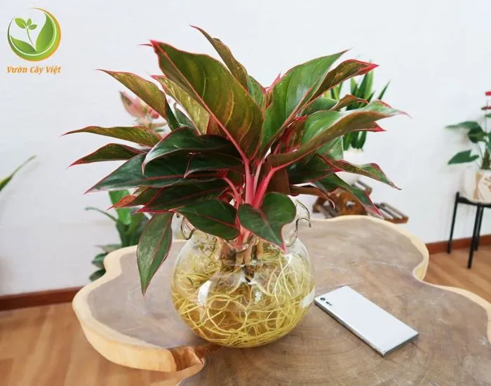 Cây Phú Quý Thủy Canh với bộ rễ trắng ngà trong bình thủy tinh