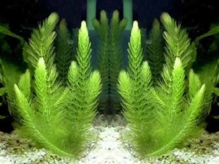 Rong Đuôi Chồn hình dáng thân thiện, tạo cảnh quan sinh động