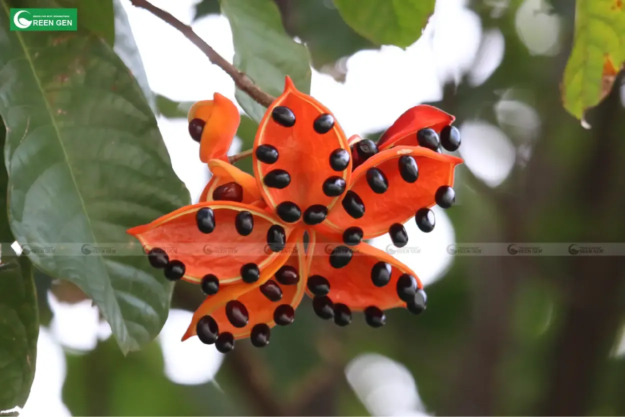 Quả Sang nứt ra khi chín, để lộ những hạt đen bóng bên trong, tạo điểm nhấn rực rỡ