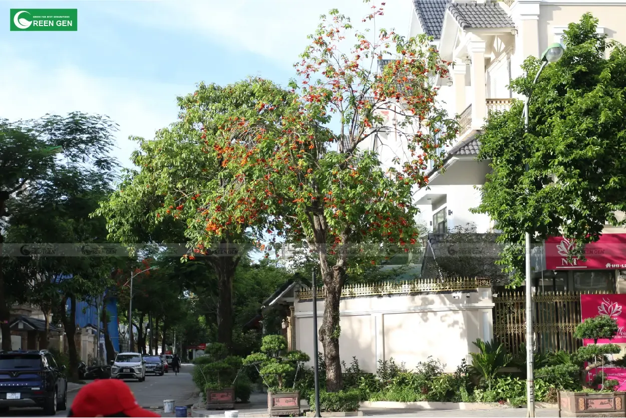 Cây Sang Đỏ trưởng thành với tán lá xanh mát và thân gỗ lớn, thường được gọi là cây Sang Giàu