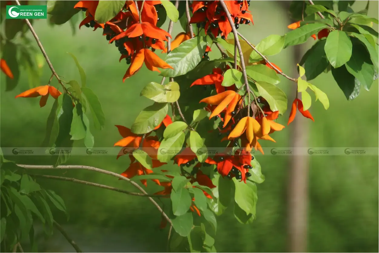Cụm quả Sang Đỏ chín có màu cam đậm, dễ bị nhầm lẫn với hoa Sang