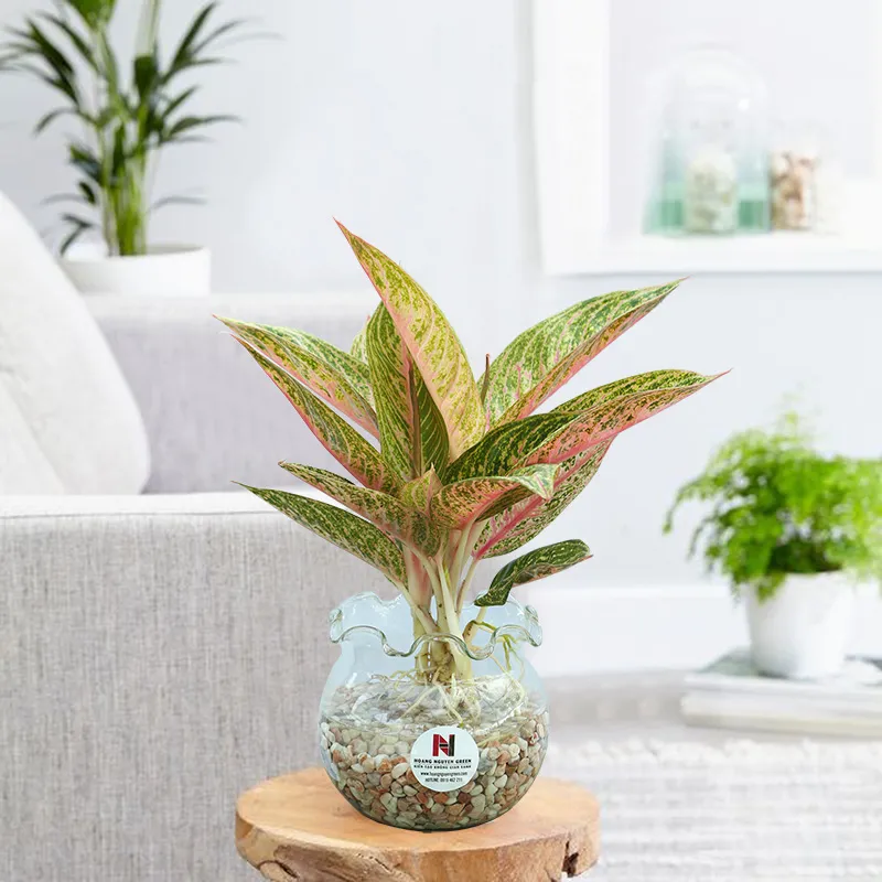 Cây Thịnh Vượng với bộ rễ độc đáo trồng theo phương pháp thủy sinh