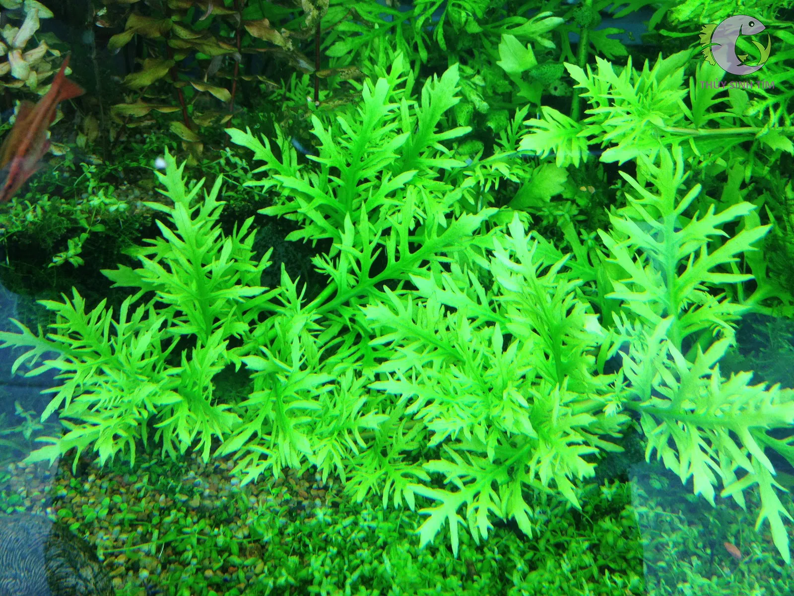 Thủy Cúc màu xanh tươi trong chậu nước