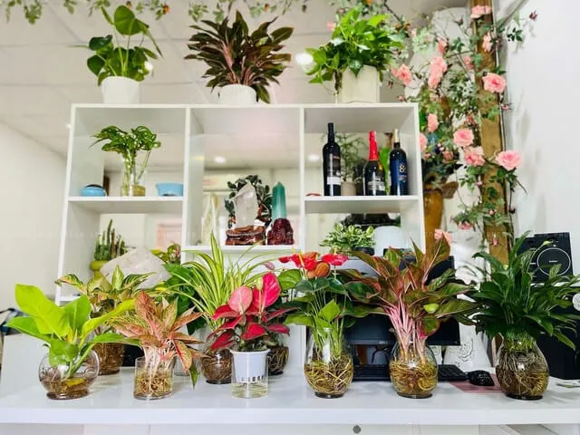 Cây thủy sinh để bàn trong bình thủy tinh trang trí không gian