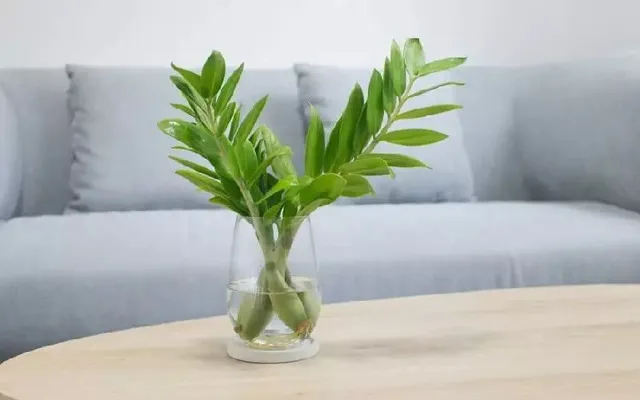 Cây thủy sinh Kim Tiền