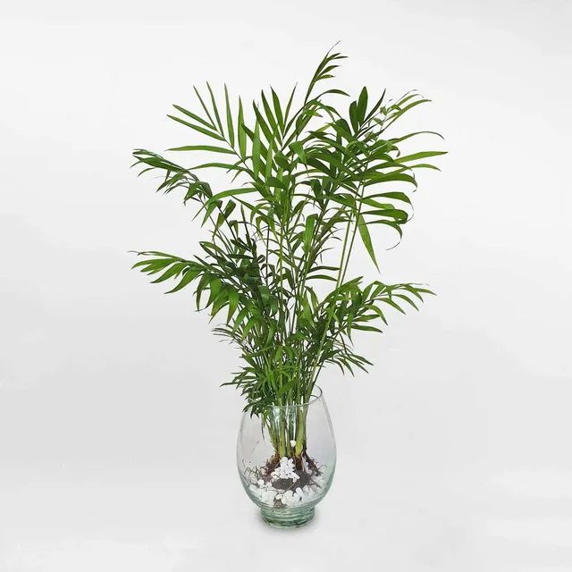 Cây Cau Tiểu Trâm thủy sinh