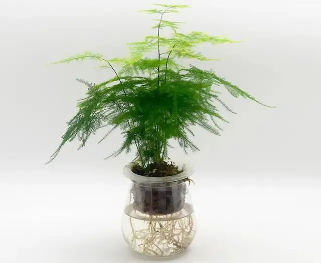 Cây Thủy Tùng thủy sinh