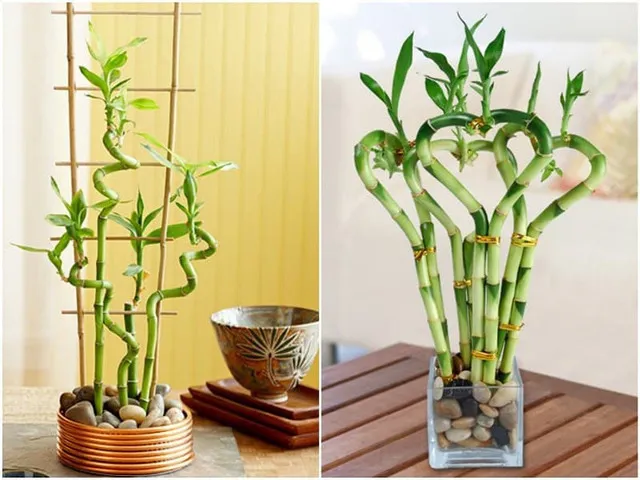 Cây thủy sinh Trúc Phú Quý