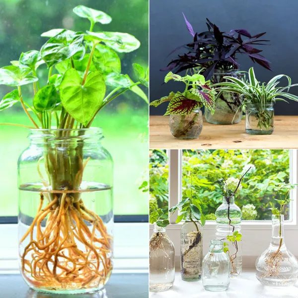 Các loại cây cảnh trồng dưới nước được ứng dụng trang trí bàn làm việc và nội thất văn phòng