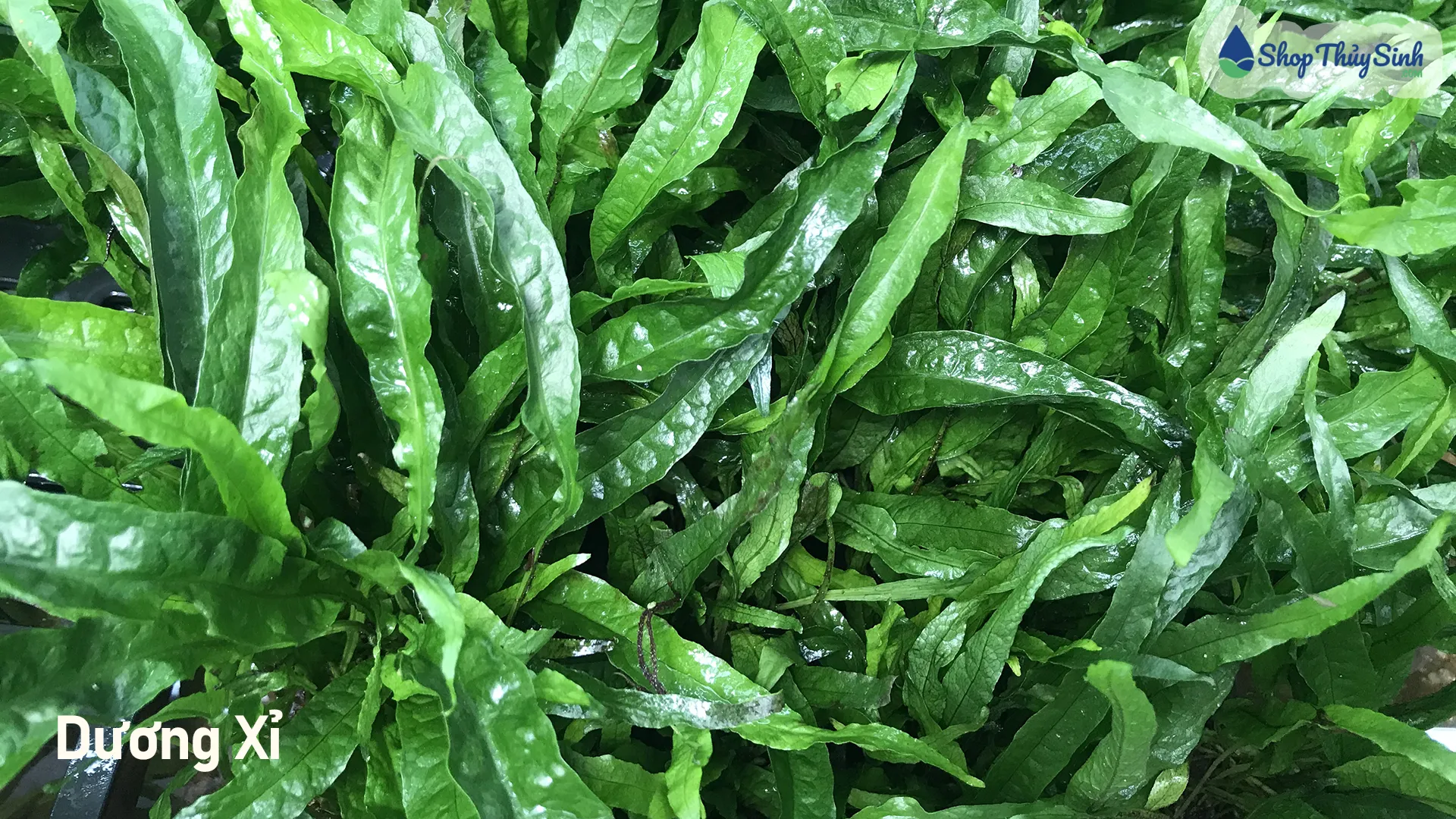 Cây thủy sinh Dương Xỉ Java dễ trồng không cần CO2