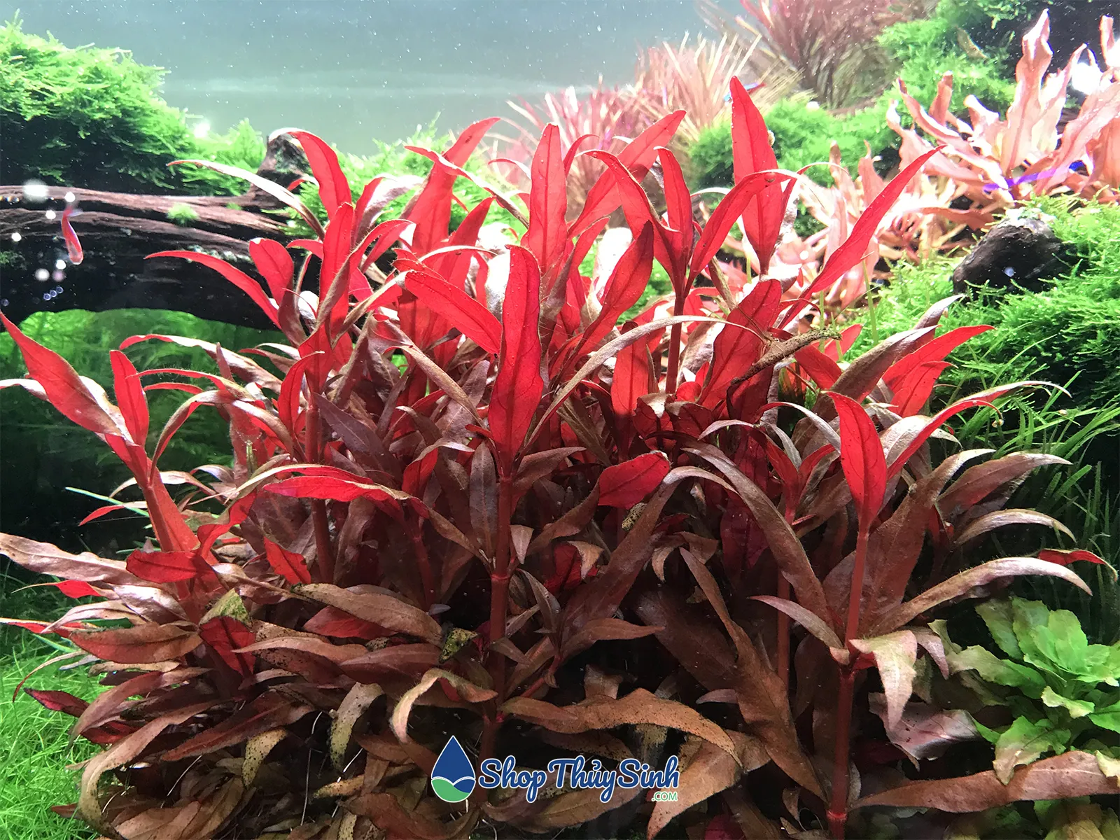 Cây Huyết Tâm Lan lá đỏ dễ trồng nhưng cần CO2 để lên màu tối đa