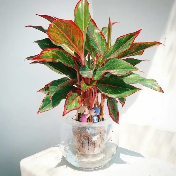 Cây Trúc Phú Quý thủy sinh trên bàn làm việc