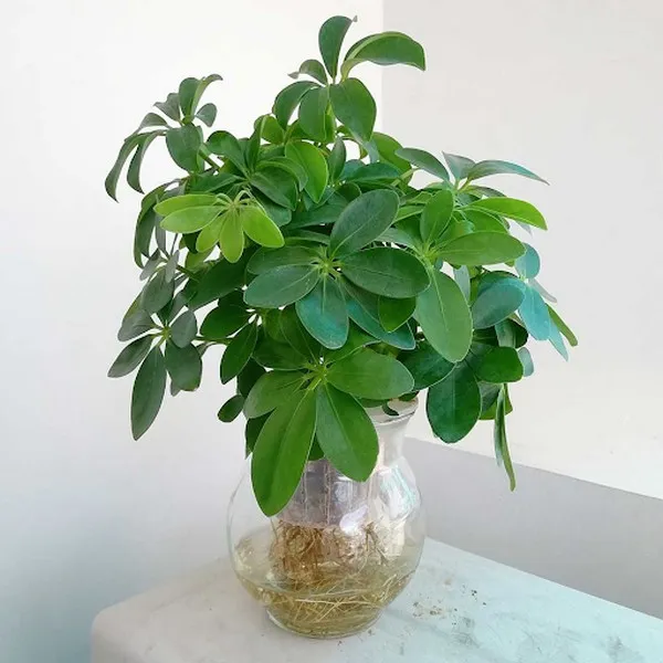 Cây Thuỷ sinh Ngũ Gia Bì