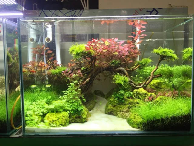 Cảnh quan bể cá được trang trí bằng các loại cây thủy sinh