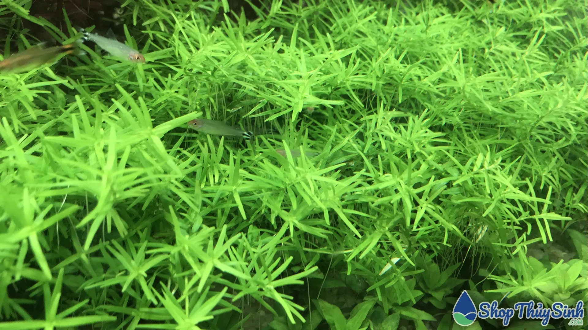 Cây Vảy Ốc Xanh (Rotala Green) phát triển mạnh mẽ, cần cắt tỉa
