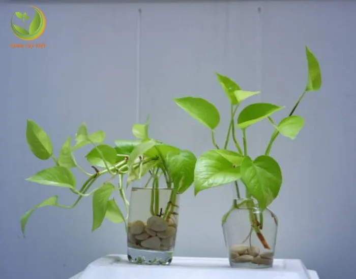 Cây Trầu Bà Thủy Canh giúp thanh lọc không khí