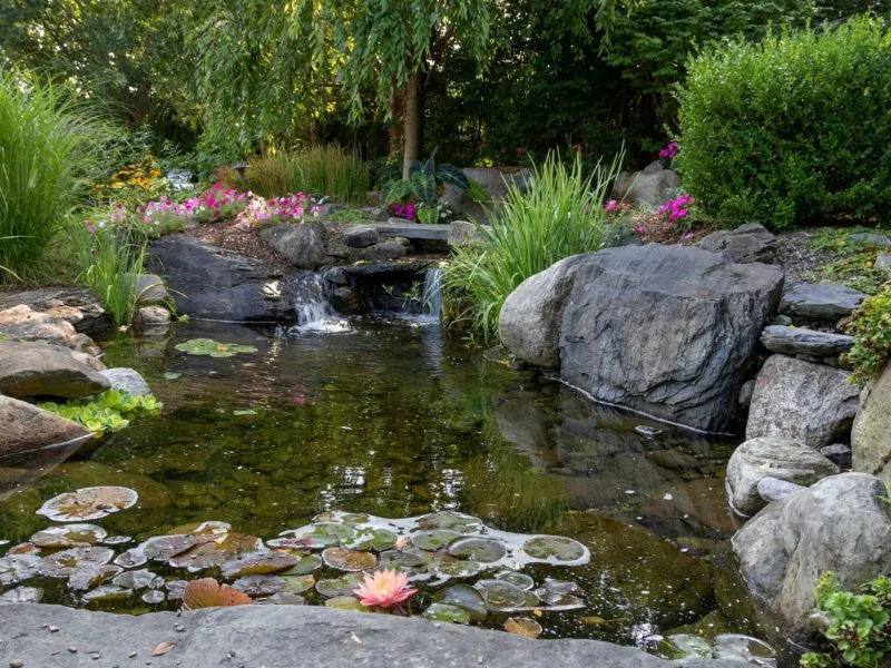 Ứng dụng cây thủy sinh để trang trí hồ nước, ao vườn