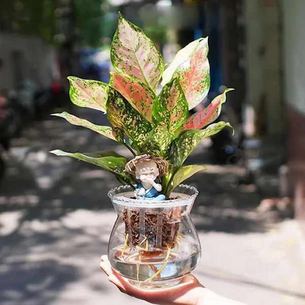 Cây Vạn Lộc thủy sinh để bàn hợp với người mệnh Thổ