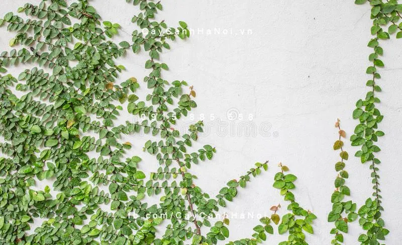 Cây Trầu Cổ có màu xanh đẹp mắt, là loài dây leo bám dính tốt