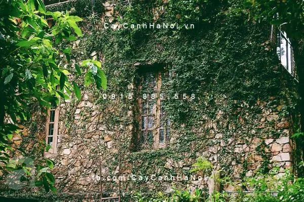 Cây Vảy Ốc, Trầu Cổ thường được sử dụng trang trí các cột hoặc tường nhà