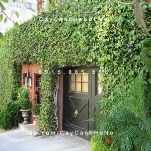 Ngôi nhà được bao phủ bởi cây Trầu Cổ tạo nên một vẻ đẹp cổ kính độc đáo