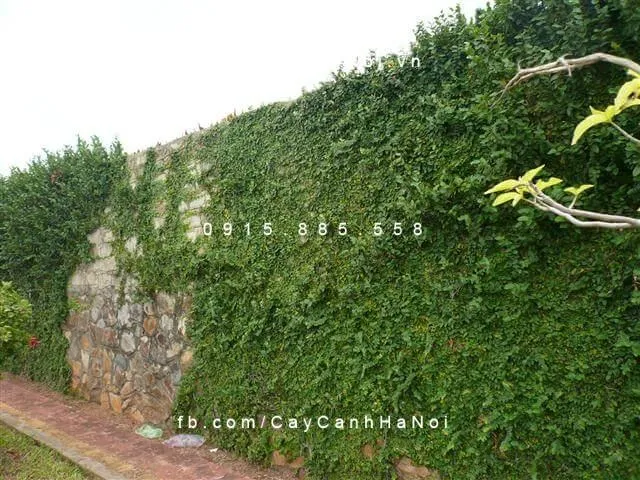 Bức tường với cây Trầu Cổ tạo thành một mảng xanh đứng đẹp mắt