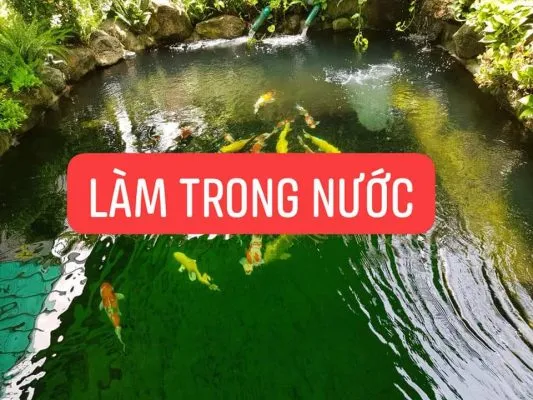 Ứng dụng chế phẩm vi sinh để làm sạch và ổn định màu nước hồ Koi