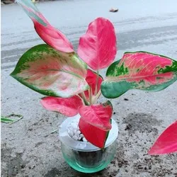 Chậu huyết rồng