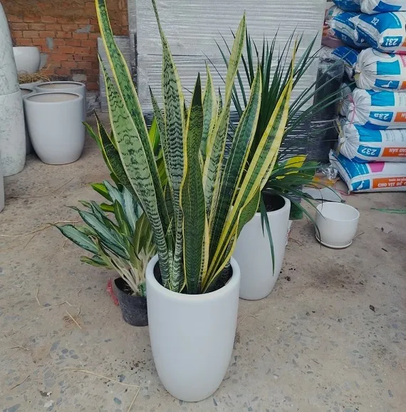 Chậu sứ hình bom trắng trơn được dùng trồng cây nội thất văn phòng