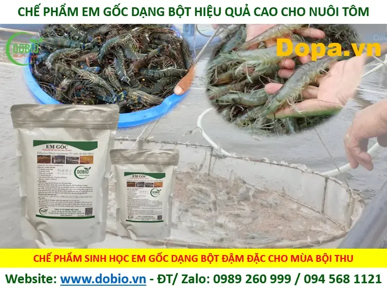 Sử dụng chế phẩm EM Gốc dạng bột cho ao nuôi tôm