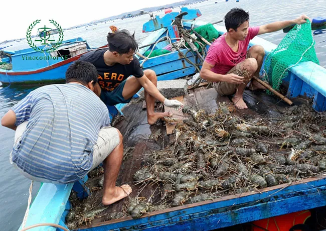 Ứng dụng chế phẩm vi sinh đạt chuẩn trong nuôi trồng thủy sản